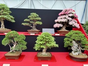 17th Jun 2025 - Bonsai