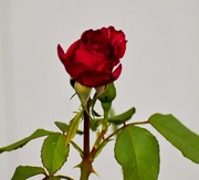 17th Jun 2025 - "Love Is Like A Red, Red Rose..."