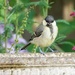 Great Tit (Parus Major)