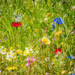 Colors of summer