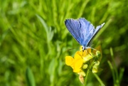 18th Jun 2025 - Blue butterfly