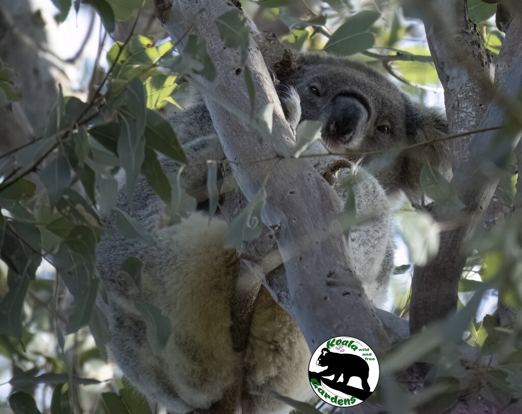 still hanging around by koalagardens
