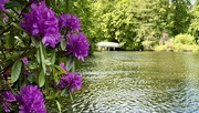 18th Jun 2025 - Hartsholme Lake