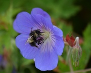 18th Jun 2025 - Another Busy Bee