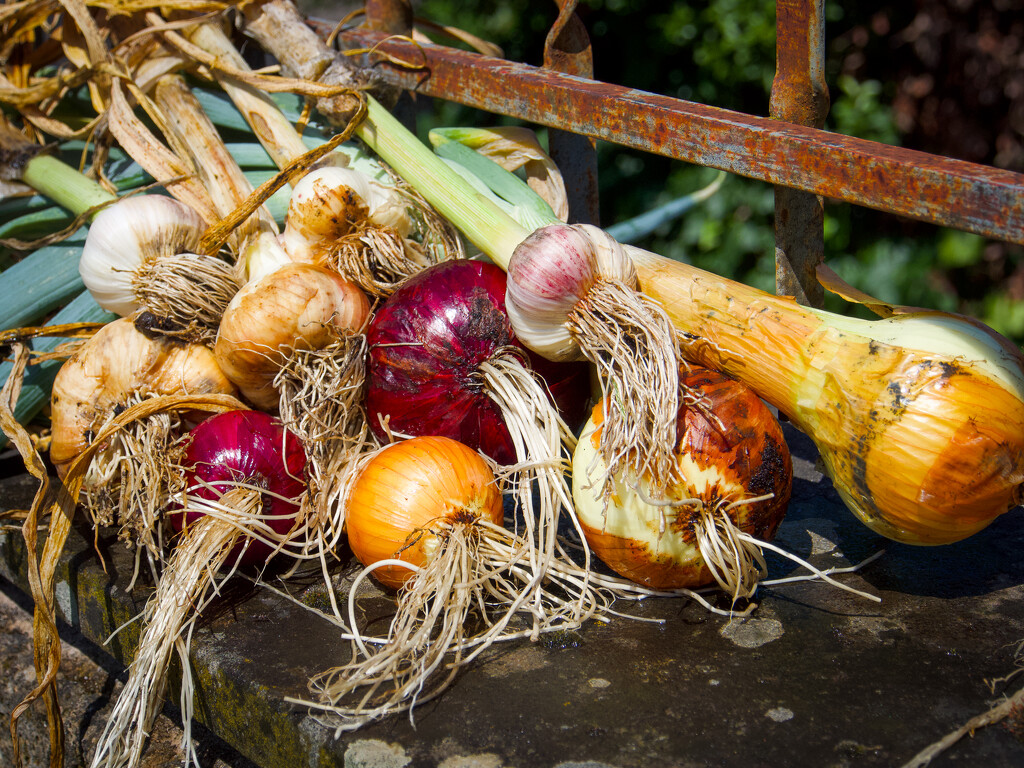Onion and garlic - just harvested by matsonnestam