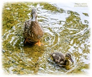 19th Jun 2025 - Proud Mum