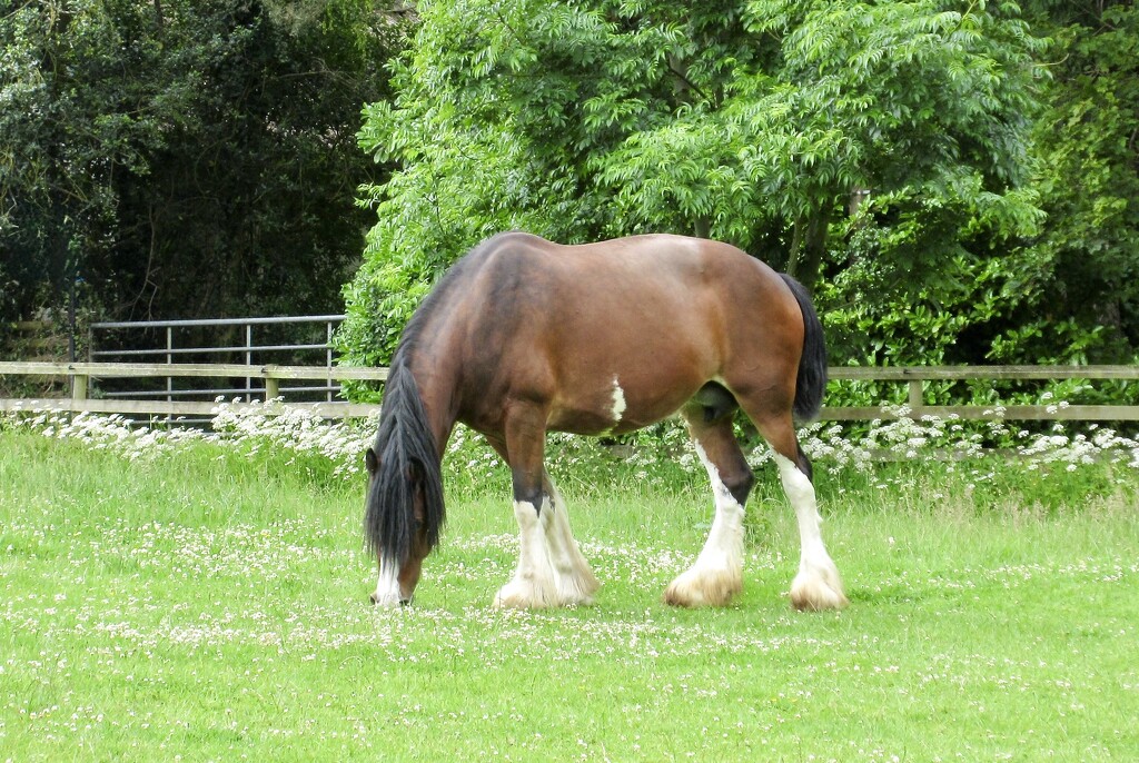Shire Horse by philm666