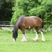 Shire Horse