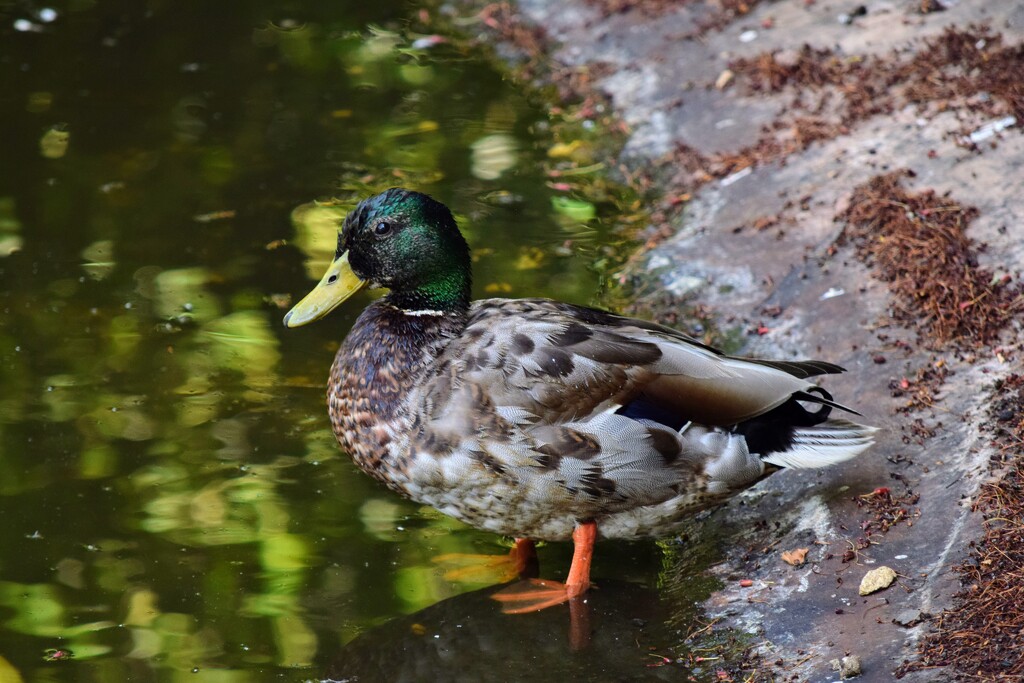 Mallard by dragey74