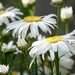 Oxeye Daisies