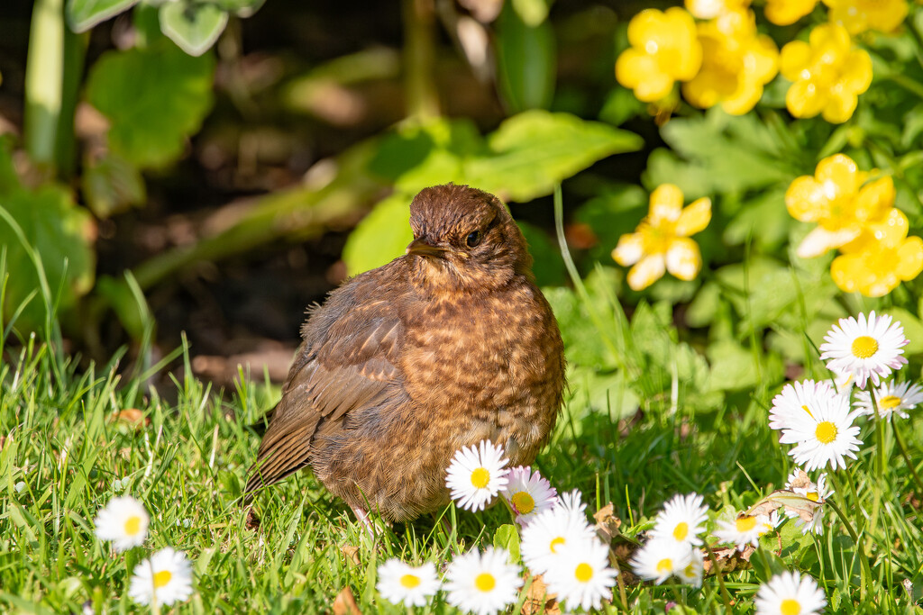 Lonely Fledgling by lifeat60degrees