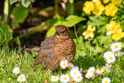 19th Jun 2025 - Lonely Fledgling