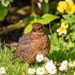 Lonely Fledgling