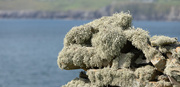 19th Jun 2025 - Lichen