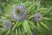 19th Jun 2025 - Thistle with spider