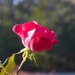 Rain Drop Rose