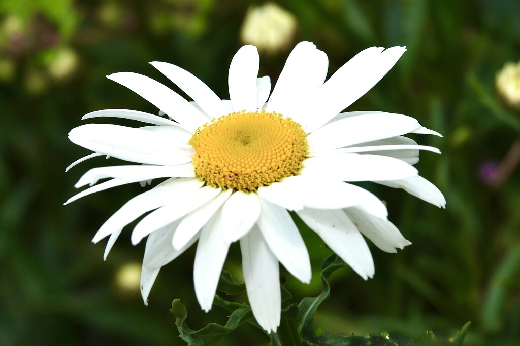 Daisy by carole_sandford