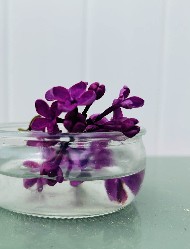 Lilac by nanderson