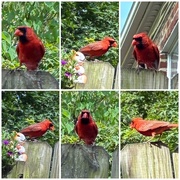 20th Jun 2025 - A College of Cardinals