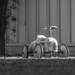 Silently they wait
