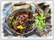 13th Jun 2025 - Weed Your Garden Day
