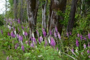 19th Jun 2025 - Foxgloves Galore