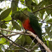 Female King Parrot