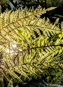18th Jun 2025 - Simulacrum of wild 