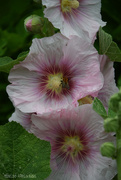 15th Jun 2025 - bee in Alcea Rosea