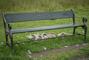20th Jun 2025 - Siesta
