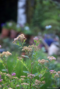16th Jun 2025 - Viburnum