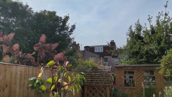 20th Jun 2025 - Garden robin