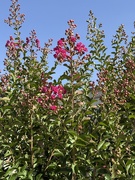 20th Jun 2025 - Opening