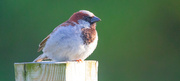 20th Jun 2025 - House Sparrow