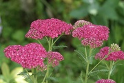 20th Jun 2025 - Yarrow 