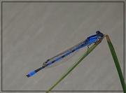 20th Jun 2025 - Circumpolar Bluet