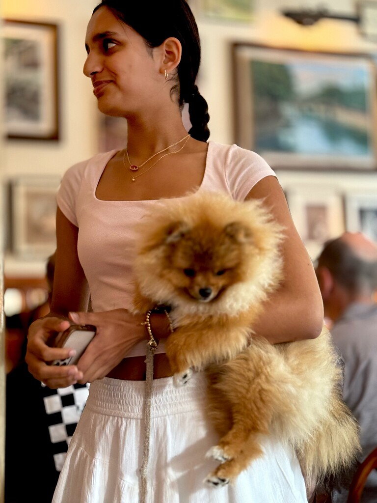Pomeranian  by rensala