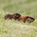 Mummy and Baby Groundhog