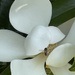 Flower with visitor