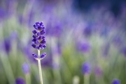 21st Jun 2025 - Lavender