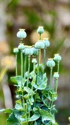 21st Jun 2025 - Seed Heads