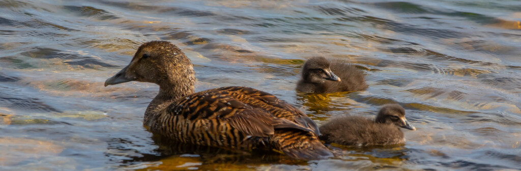 Eider by lifeat60degrees