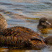 Eider