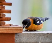 21st Jun 2025 - Black-Headed Grosbeak