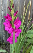 22nd Jun 2025 - What a Color!