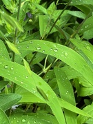 22nd Jun 2025 - Droplets