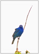 21st Jun 2025 - Indigo Bunting