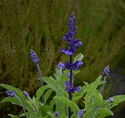 21st Jun 2025 - Victoria Blue Sage