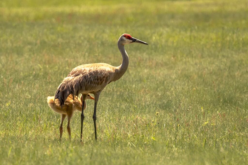Learning to Forage for Dinner by taffy