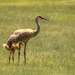 Learning to Forage for Dinner